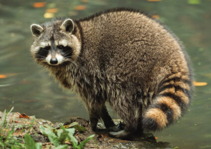 Fur Trapping Animals Humanely
